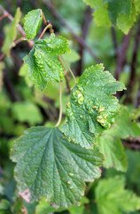 Blackcurrant disease. Gallic blister Aphids on the currant leaf. The berry bush with damaged leaves. Close-up. Domestic garden