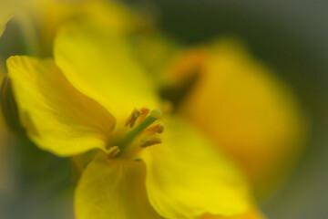 Fototapeta premium yellow flower macro