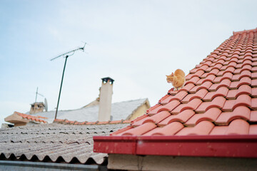 Tiled roof of old europian town with a cat on it.. Split, Croatia.