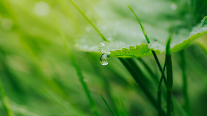 A drop of rain on the grass. Water drops close-up.