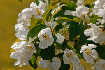 white flowers of a blossoming apple tree on a green background