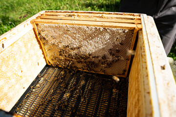 view in beehive in spring