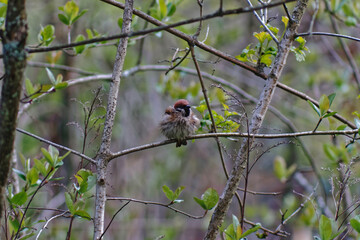 sitting sparrow on a branch