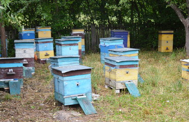 Beekeeping: a large colorful apiary, honey farm with beehives of honey bees in the garden, orchard,...