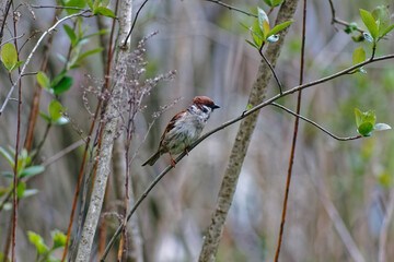 sitting sparrow on a branch