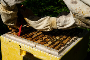 beekeeper at work with honeycomb