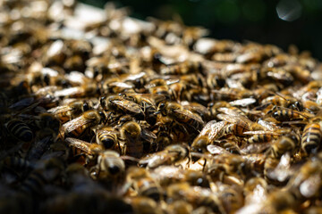 honey bees macro on honeycomb