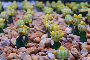 Cactus with yellow flowers