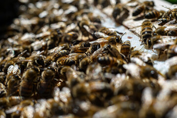 honey bees macro on honeycomb