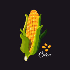 Corn cob. Corn vector design illustration.