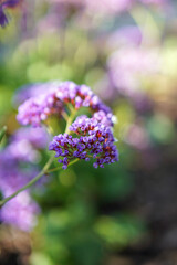 purple flower in the garden