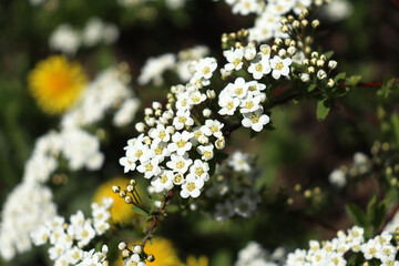 White small flowers of Thunberg spirea Spiraea thunbergii bush in blossom.