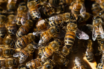 honey bees macro on honeycomb