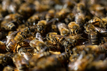 honey bees macro on honeycomb