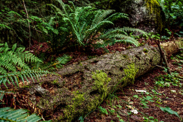 Fototapeta premium tree stump in the forest