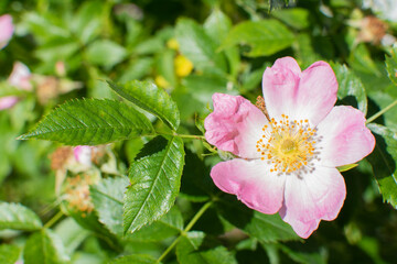 Makroaufnahme von Rosablühender Duftrose