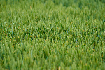 Wheat field in the rain