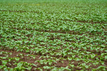 Fototapeta premium Sunflower field, unripe