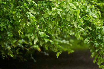 Oak forest closeup in rain