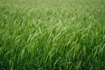 Wheat field in the rain