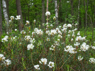 Kwitnące krzewy Bagna zwyczajnego (Rhododendron tomentosum Harmaja)  gatunek rośliny chronionej z rodziny wrzosowatych na śródleśnych mokradłach © JDziedzic