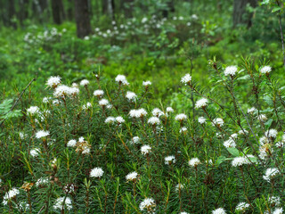 Kwitnące krzewy Bagna zwyczajnego (Rhododendron tomentosum Harmaja)  gatunek rośliny chronionej z rodziny wrzosowatych na śródleśnych mokradłach © JDziedzic