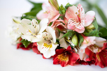 bright bouquet of red, white and pink Alstroemeria flowers with green leaves on a light background close-up