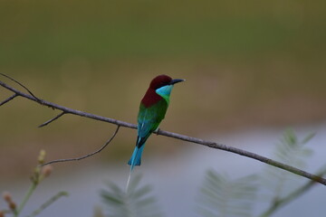 The blue-throated bee-eater (Merops viridis) is a species of bird in the family Meropidae. It is found in Brunei, Cambodia, China, Hong Kong, Indonesia, Laos,bird in the central of Thailand.