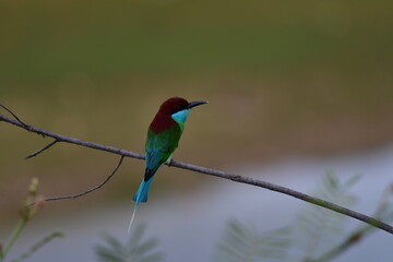 Naklejka premium The blue-throated bee-eater (Merops viridis) is a species of bird in the family Meropidae. It is found in Brunei, Cambodia, China, Hong Kong, Indonesia, Laos,bird in the central of Thailand.