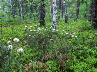 Kwitnące krzewy Bagna zwyczajnego (Rhododendron tomentosum Harmaja)  gatunek rośliny chronionej z rodziny wrzosowatych na śródleśnych mokradłach © JDziedzic