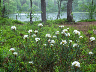 Kwitnące krzewy Bagna zwyczajnego (Rhododendron tomentosum Harmaja)  gatunek rośliny chronionej z rodziny wrzosowatych na śródleśnych mokradłach © JDziedzic