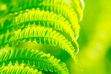 green forest fern petals. fern pattern macro. background