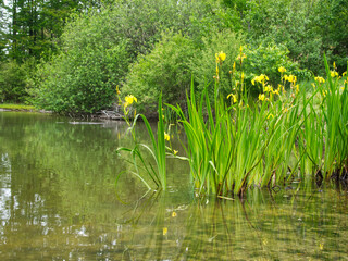 Kwitnący Kosaciec żółty, irys (Iris pseudacorus L.) na śródleśnym stawie - obrazy, fototapety, plakaty