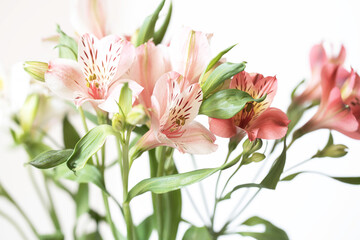 delicate pink Alstroemeria flowers on a light background