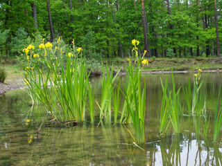 Kwitnący Kosaciec żółty, irys (Iris pseudacorus L.) na śródleśnym stawie - obrazy, fototapety, plakaty