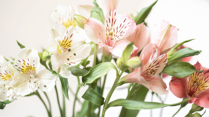 soft image of pink and white Alstroemeria flowers on a light background
