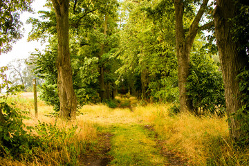 Fototapeta premium Camino en bosque con árboles frondosos