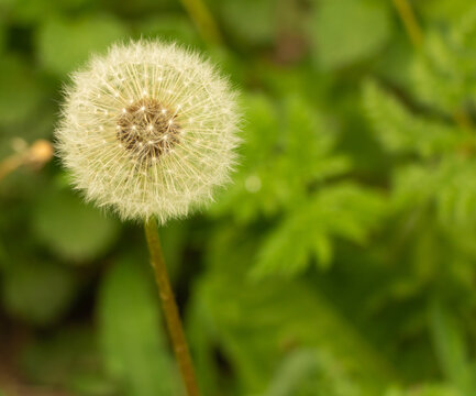 Dandelion puff on grass background close up