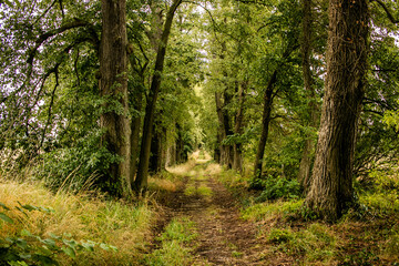 Fototapeta na wymiar Camino entre árboles de bosque