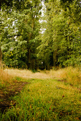 Camino del bosque