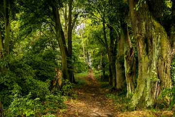 Bosque mágico con árboles verdes y frondosos y camino al centro