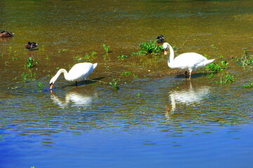 cygne