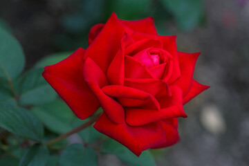 Gorgeous red rose