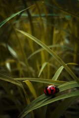 ladybug on grass with blur background