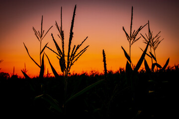 Plantas de cultivo a contraluz con cielo naranja