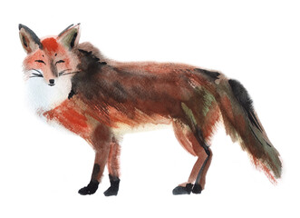 Watercolor illustration of a fox