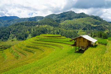 Mooi van groeiend gouden padieveld met huisje en stroom stroomt door in het lokale dorp Mu cang chai tijdens het oogstseizoen, Mu cang chai, Yenbai, ten noordwesten van Vietnam