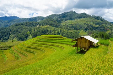 Peel and stick wall murals Mu Cang Chai Beautiful of growing golden paddy rice field with cottage and stream flows through into Mu cang chai local village on harvest season, Mu cang chai, Yenbai , Northwest of Vietnam
