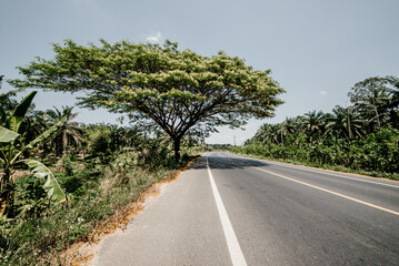 Fototapeta na wymiar Thailand, 2020: suburban thai highroad, surrounded with african broad trees and palms