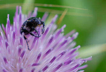 black bug on purple thorn flower